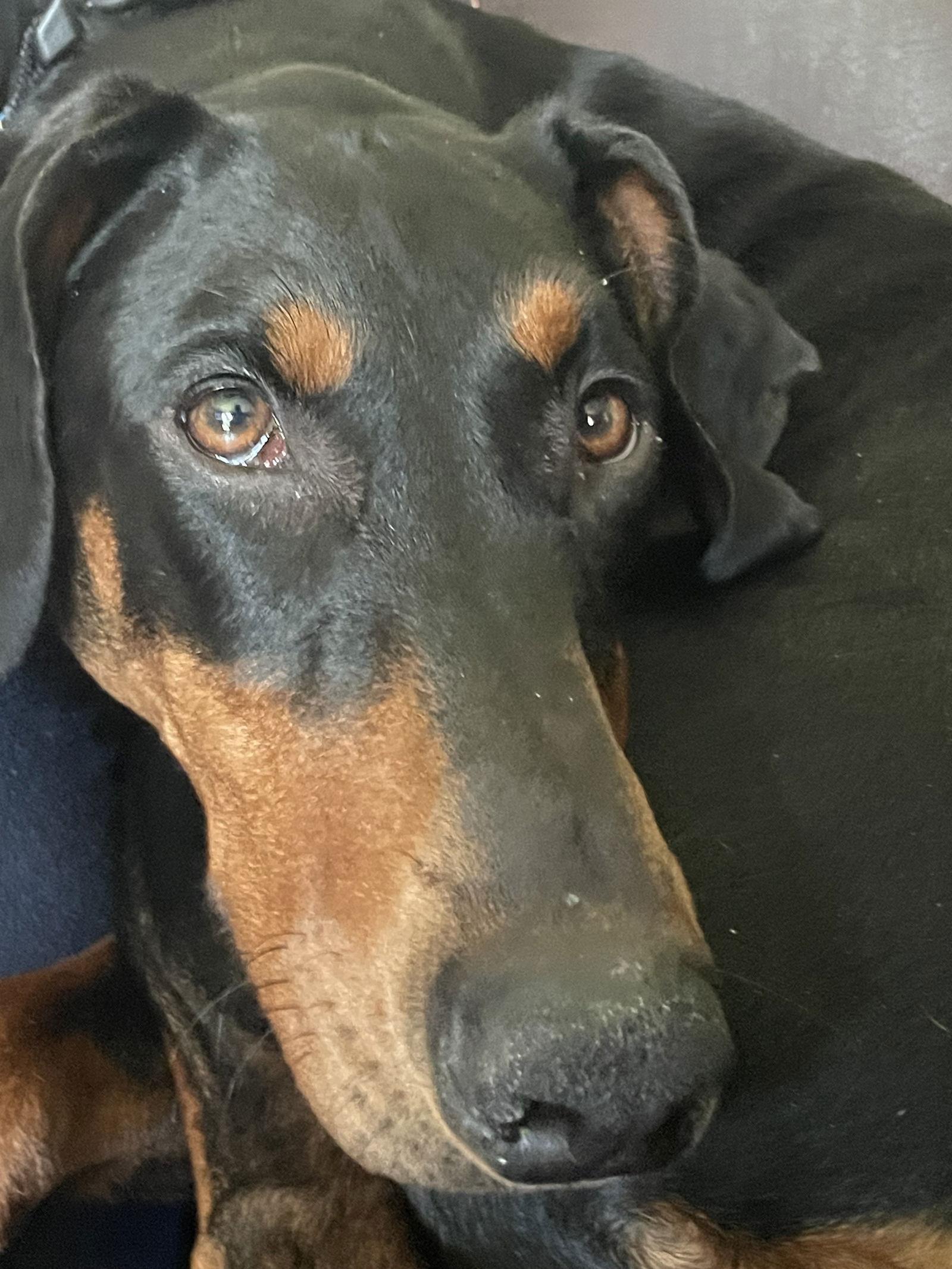 Della, a Adopted Doberman Pinscher in Minneapolis, MN image 3/3