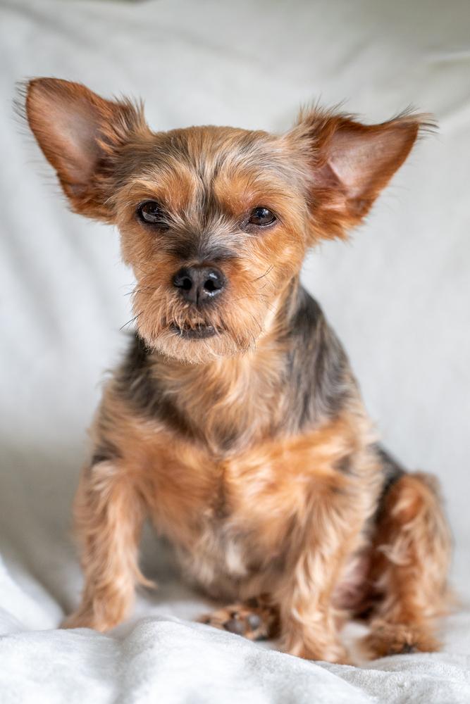 Rosie, Adoptable, Adult Female Yorkshire Terrier.
