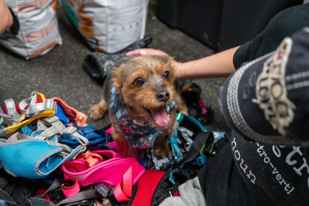 Enlarge Rosie, a Adoptable Yorkshire Terrier in Mundelein, IL image 2/6