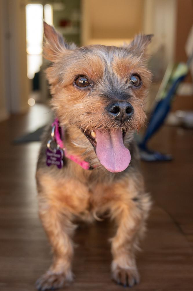 Enlarge Rosie, a Adoptable Yorkshire Terrier in Mundelein, IL image 3/6