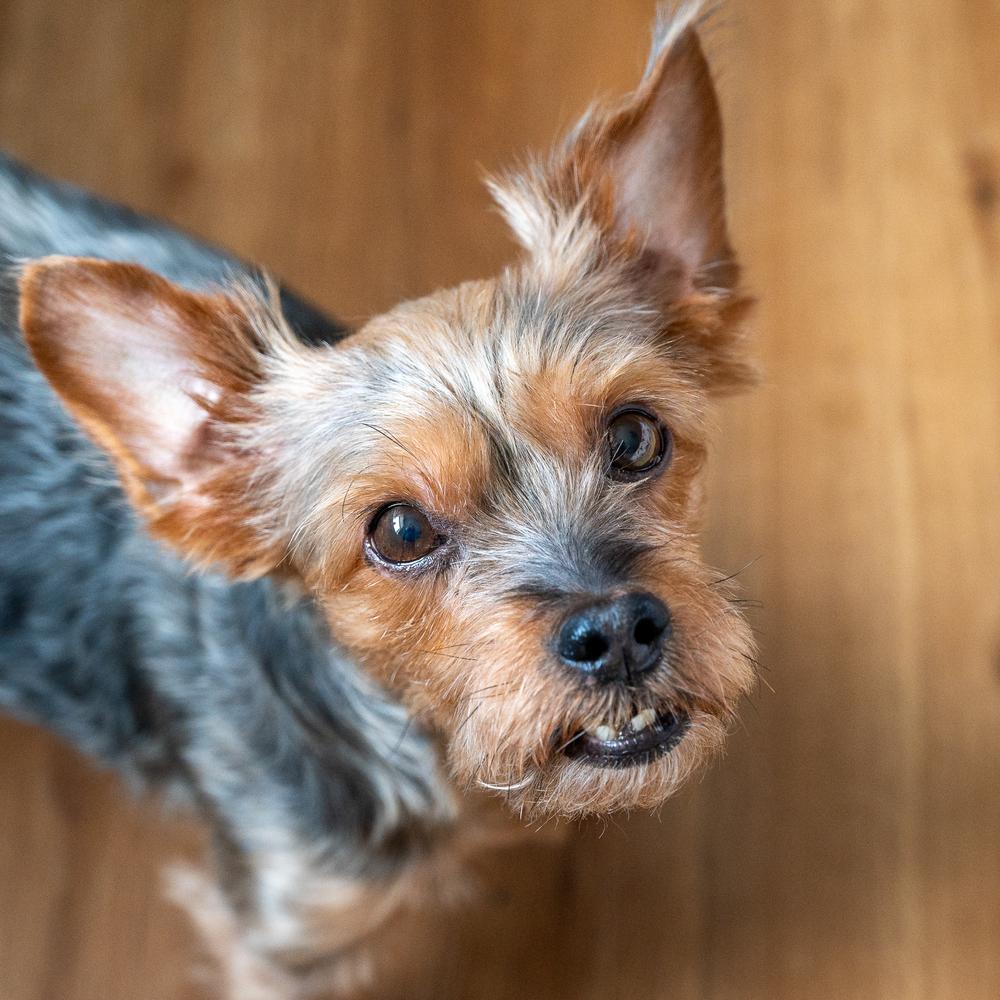 Enlarge Rosie, a Adoptable Yorkshire Terrier in Mundelein, IL image 4/6