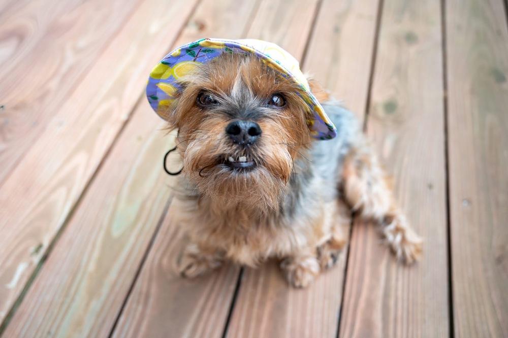 Enlarge Rosie, a Adoptable Yorkshire Terrier in Mundelein, IL image 3/6