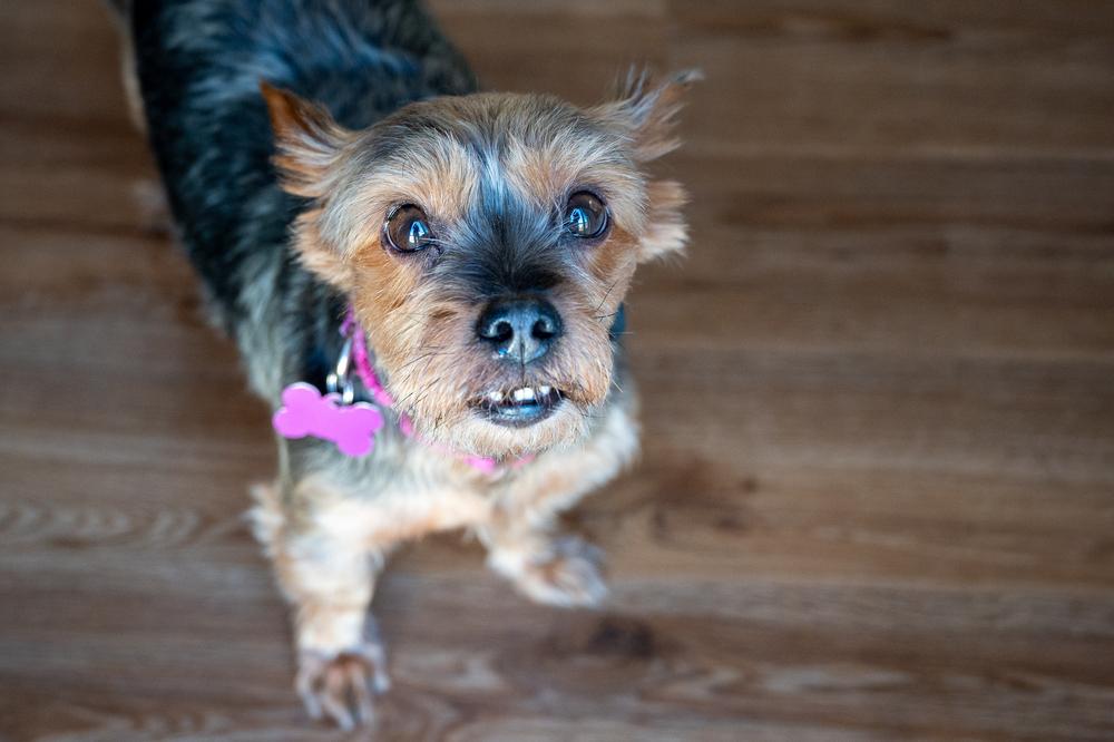 Enlarge Rosie, a Adoptable Yorkshire Terrier in Mundelein, IL image 5/6