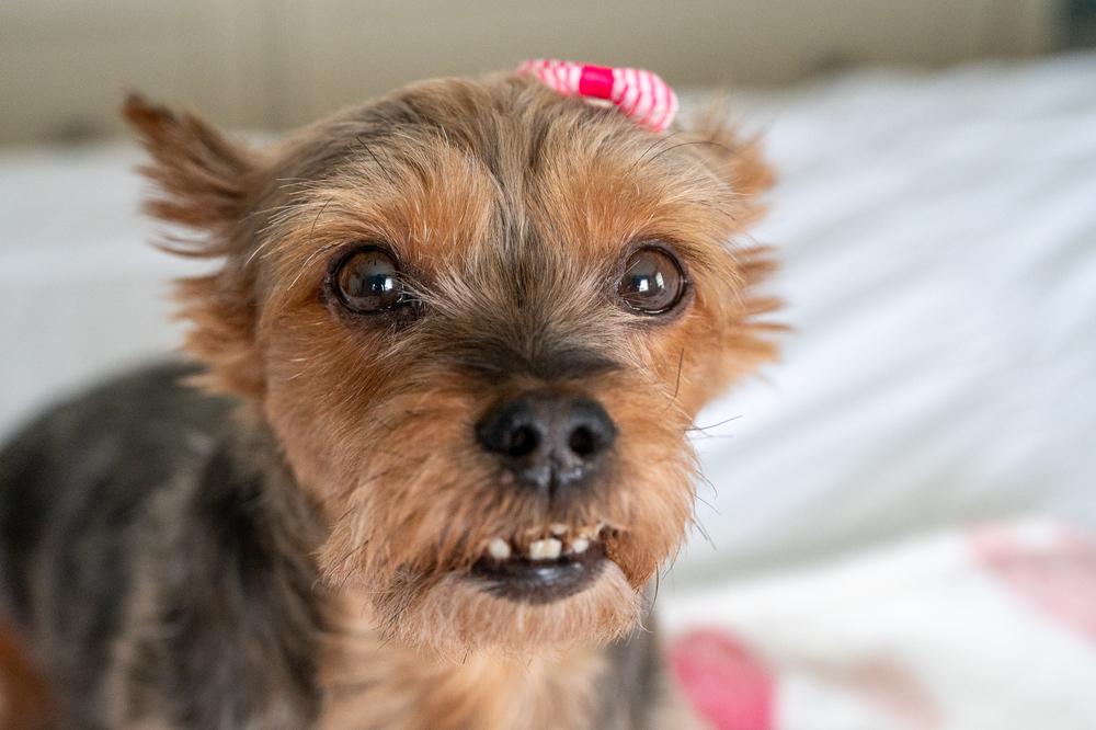 Enlarge Rosie, a Adoptable Yorkshire Terrier in Mundelein, IL image 6/6