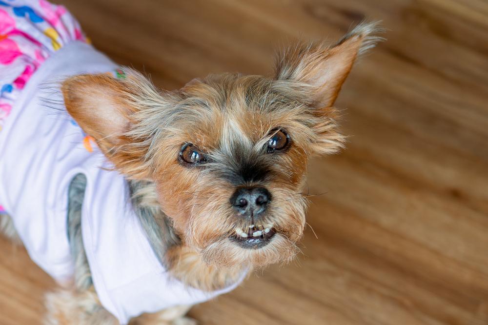 Enlarge Rosie, a Adoptable Yorkshire Terrier in Mundelein, IL image 6/6