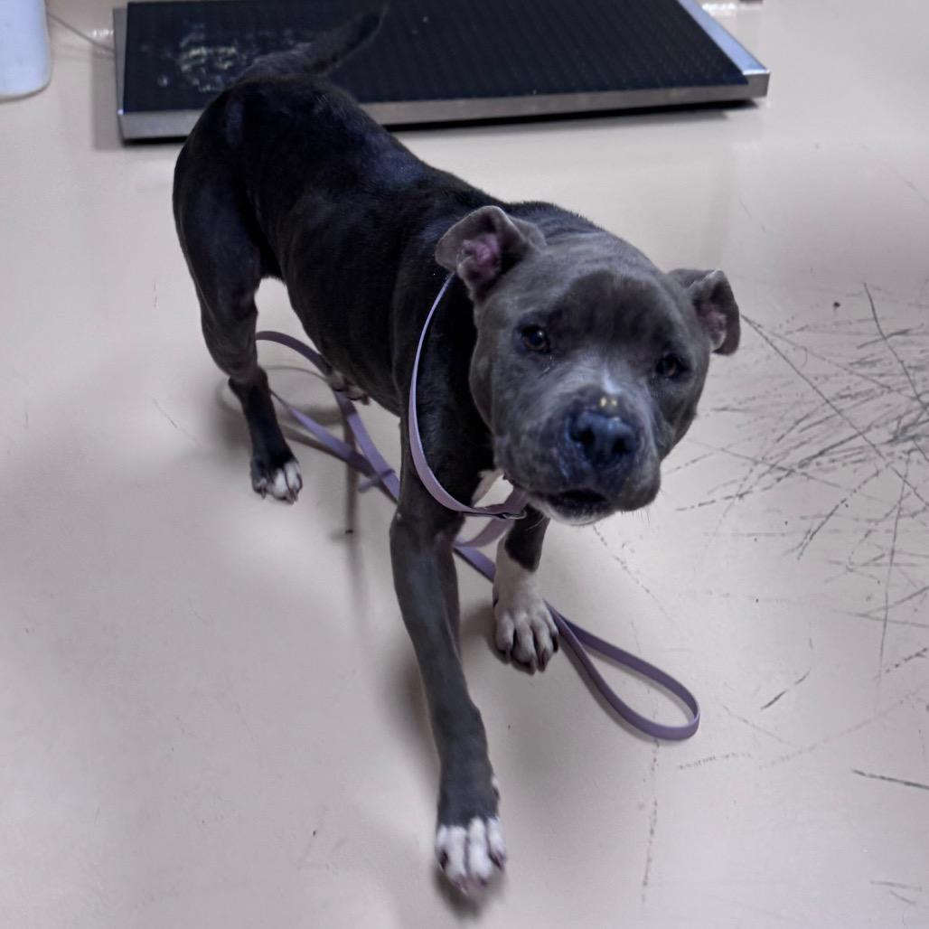 Carmen, a Adoptable Mixed Breed in Winston-Salem, NC image 1/6