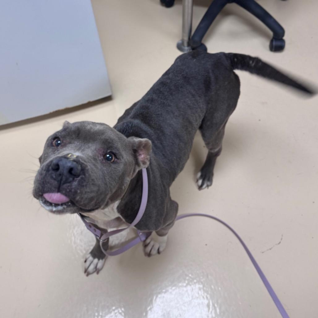Carmen, a Adoptable Mixed Breed in Winston-Salem, NC image 2/6
