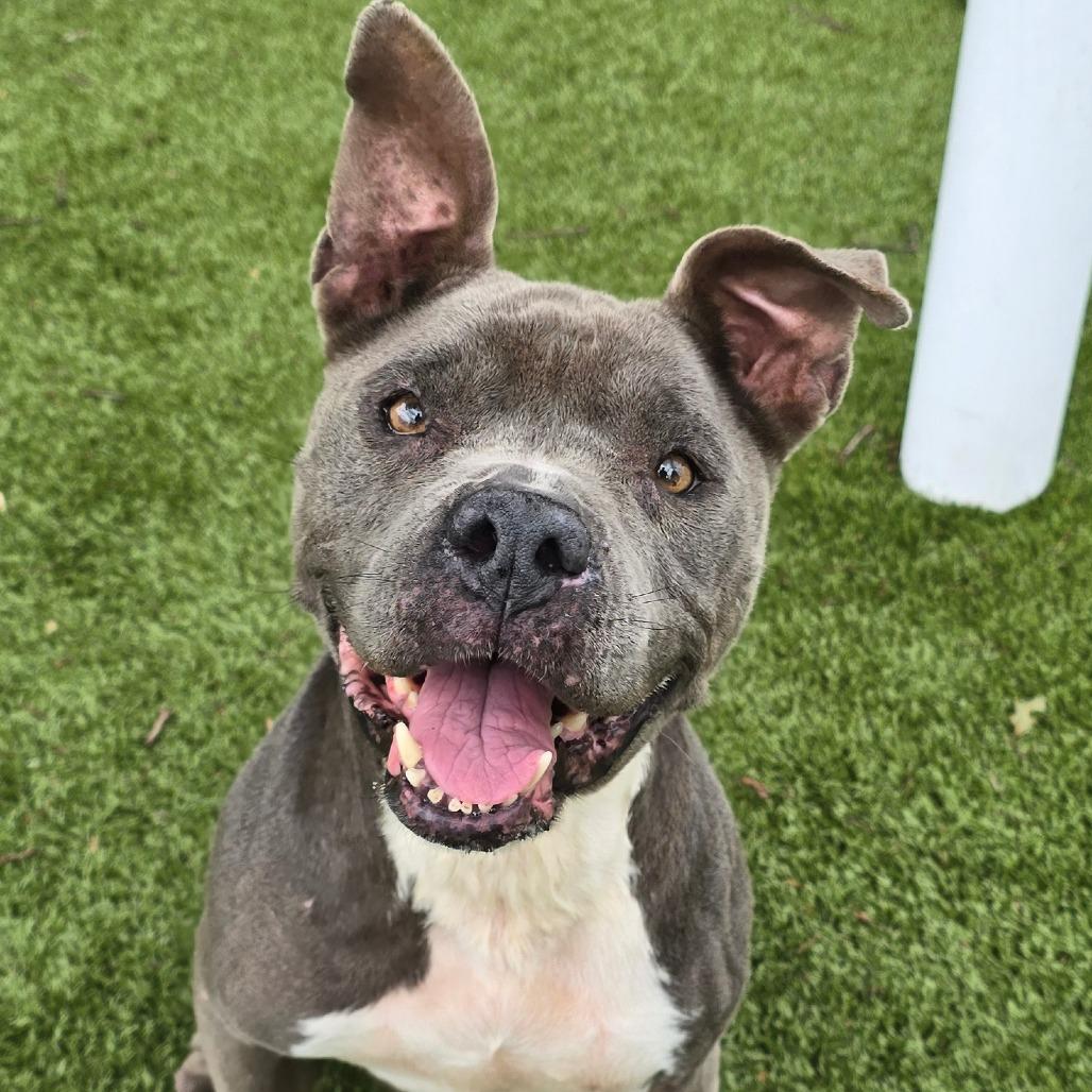 Carmen, a Adoptable Mixed Breed in Winston-Salem, NC image 3/6