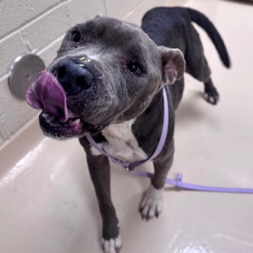 Carmen, a Adoptable Mixed Breed in Winston-Salem, NC image 5/6