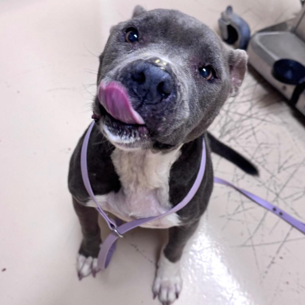 Carmen, a Adoptable Mixed Breed in Winston-Salem, NC image 6/6
