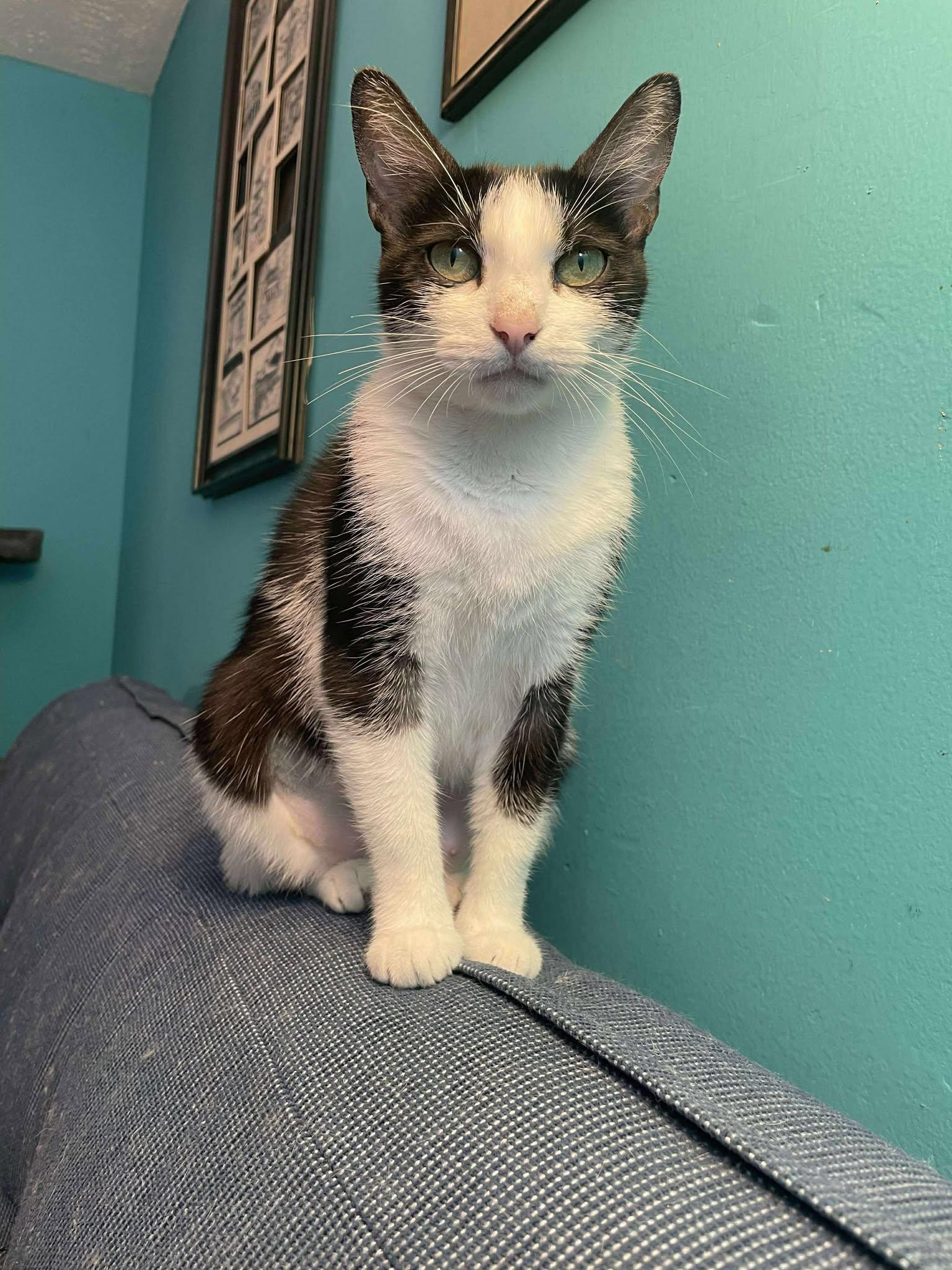 Orchid, a Adoptable Domestic Short Hair in Penfield, NY image 2/6