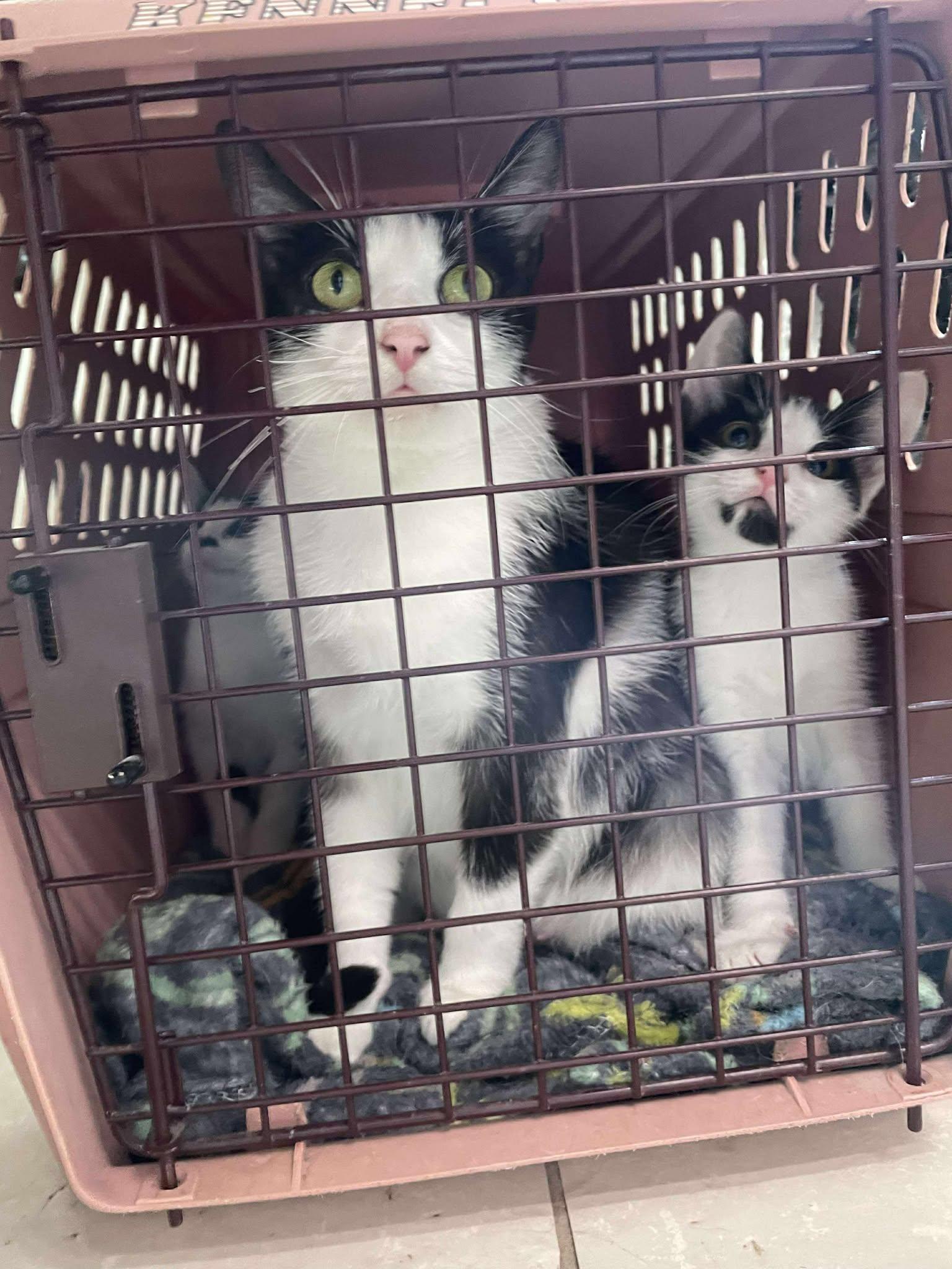 Orchid, a Adoptable Domestic Short Hair in Penfield, NY image 3/6