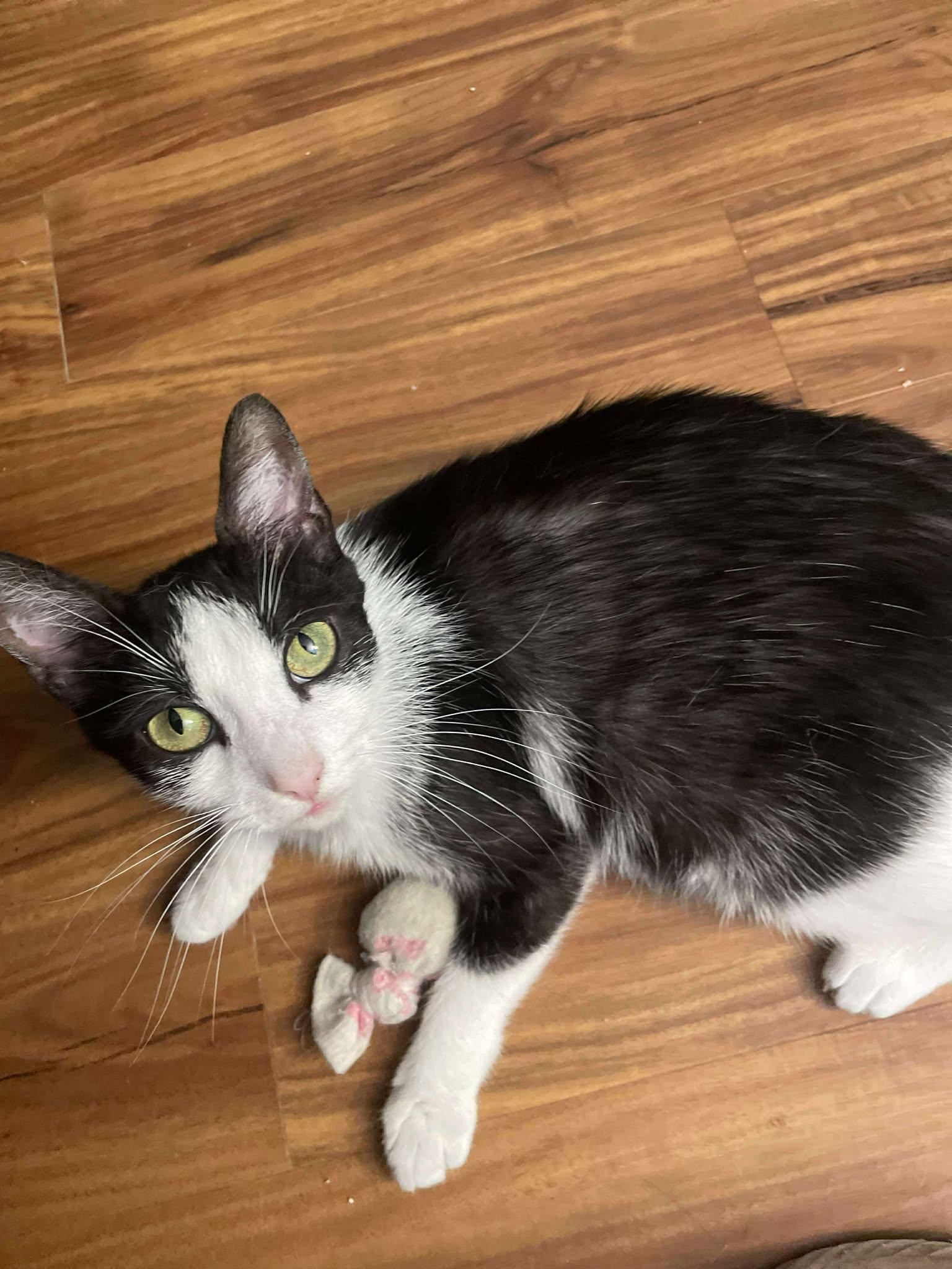 Orchid, a Adoptable Domestic Short Hair in Penfield, NY image 4/6