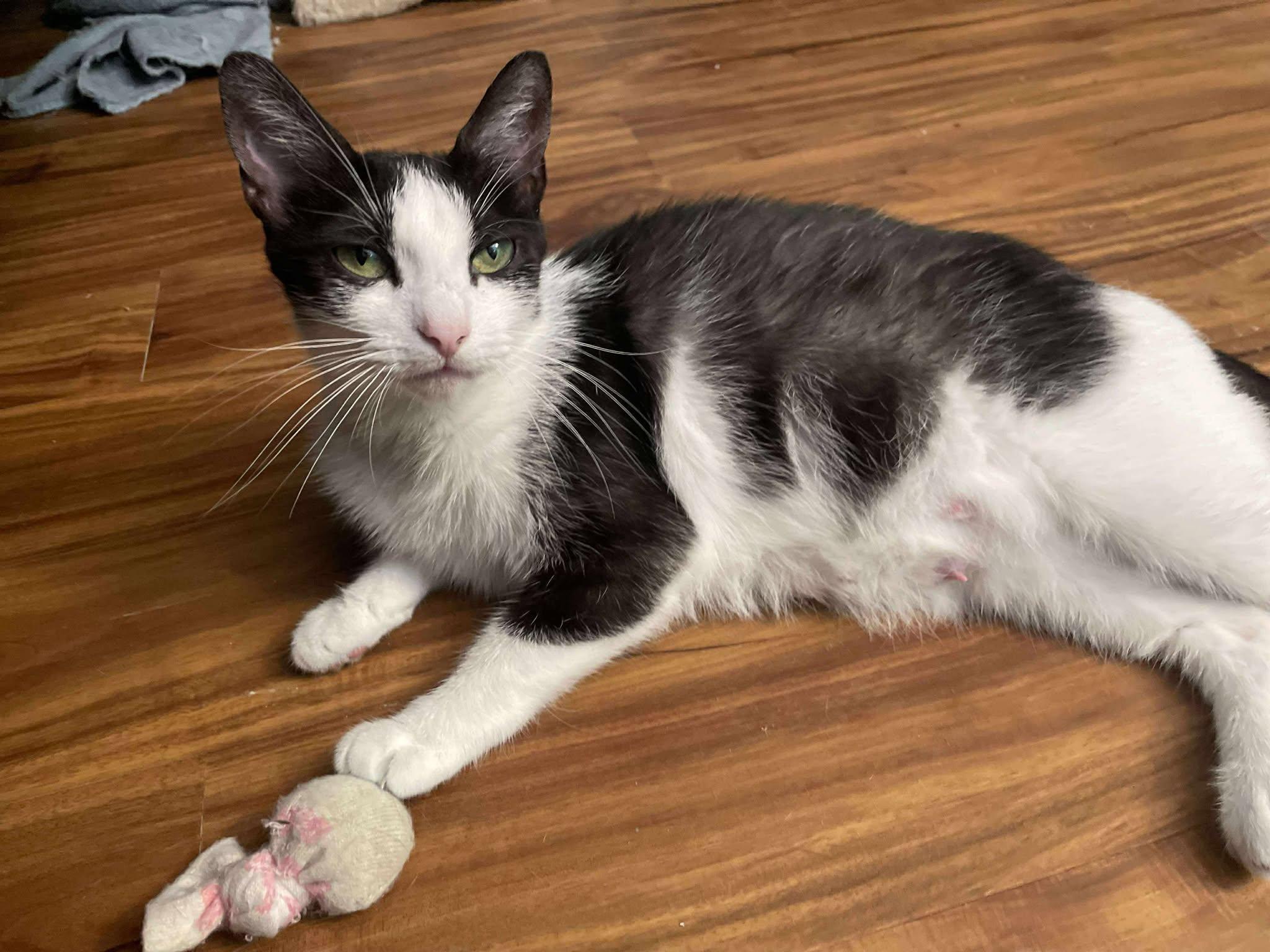 Orchid, a Adoptable Domestic Short Hair in Penfield, NY image 5/6