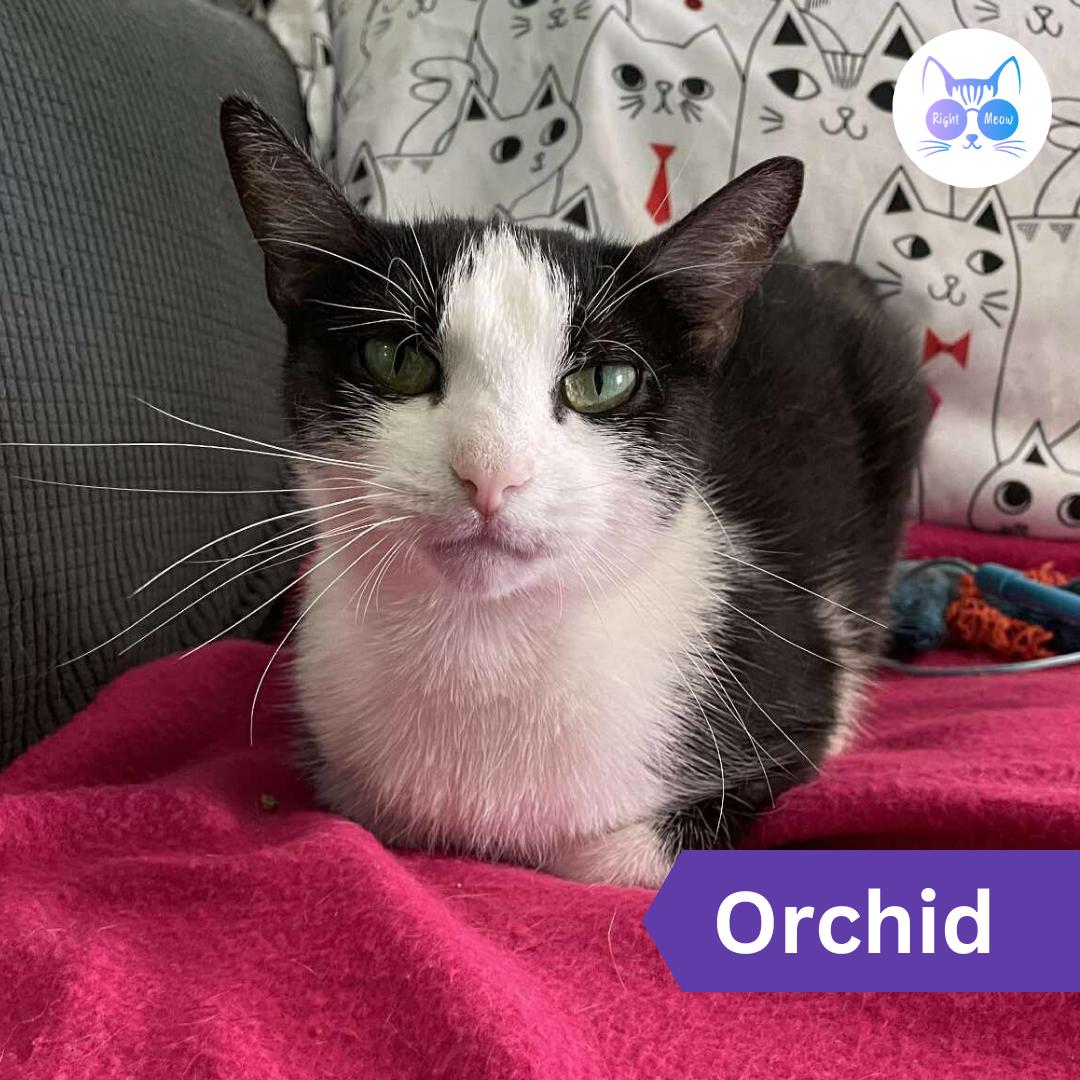 Orchid, a Adoptable Domestic Short Hair in Penfield, NY image 6/6