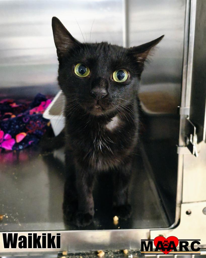 Waikiki, Adoptable, Young Female Domestic Short Hair.