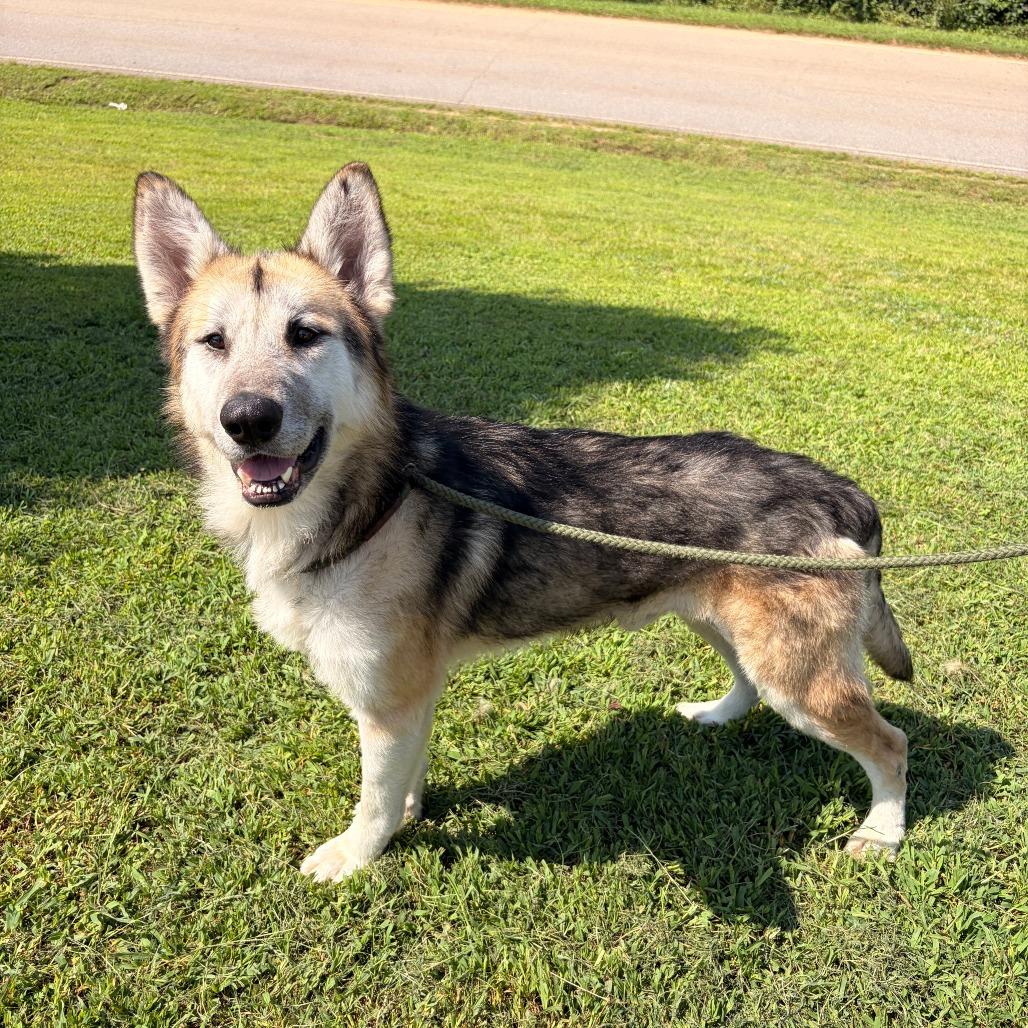 Walter, Adoptable, Senior Male German Shepherd Dog & Husky.
