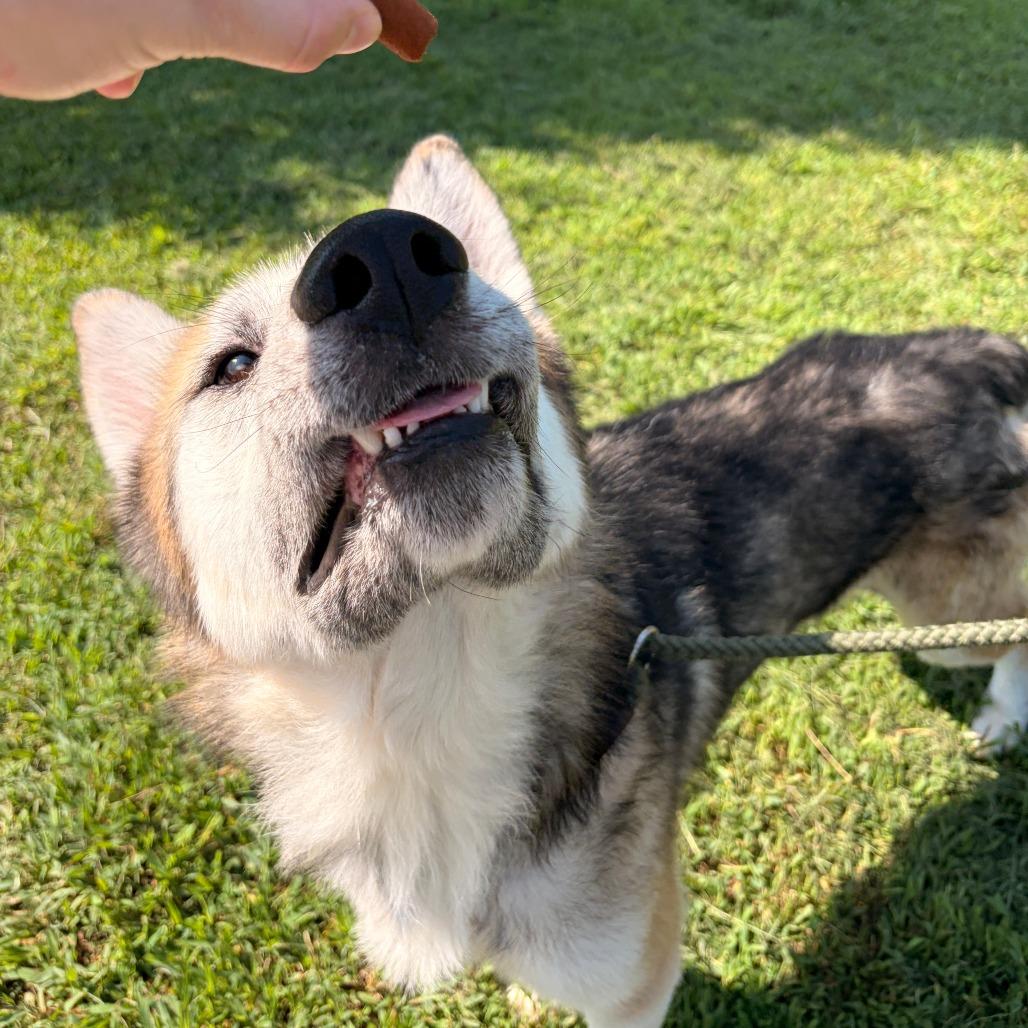 Walter, a Adoptable mixed breed in Franklin, NC image 2/6