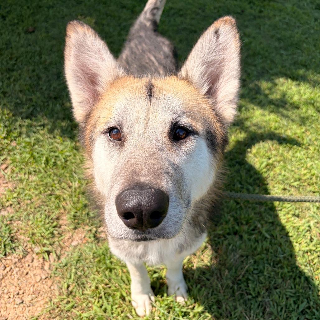 Walter, a Adoptable mixed breed in Franklin, NC image 3/6