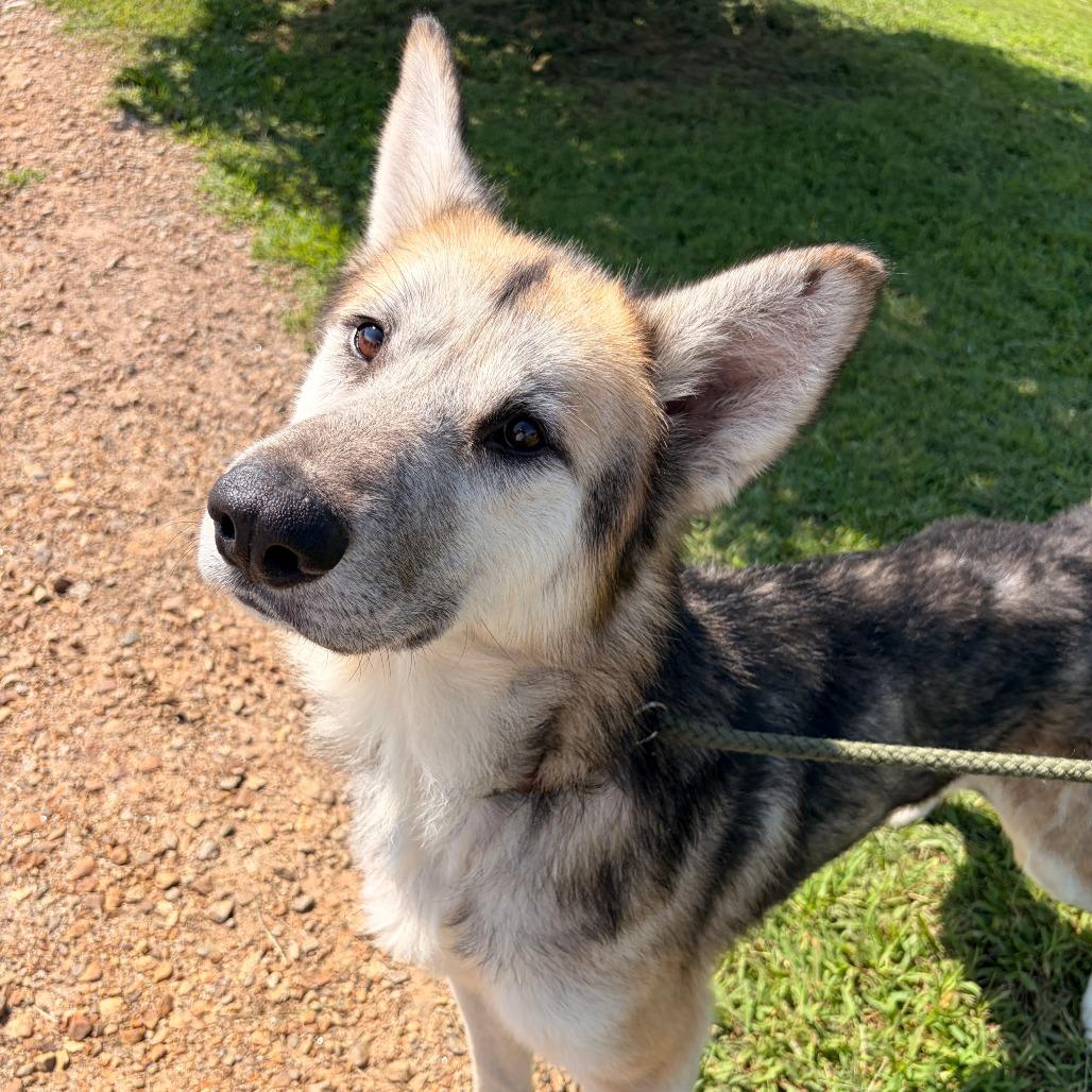 Walter, a Adoptable mixed breed in Franklin, NC image 4/6