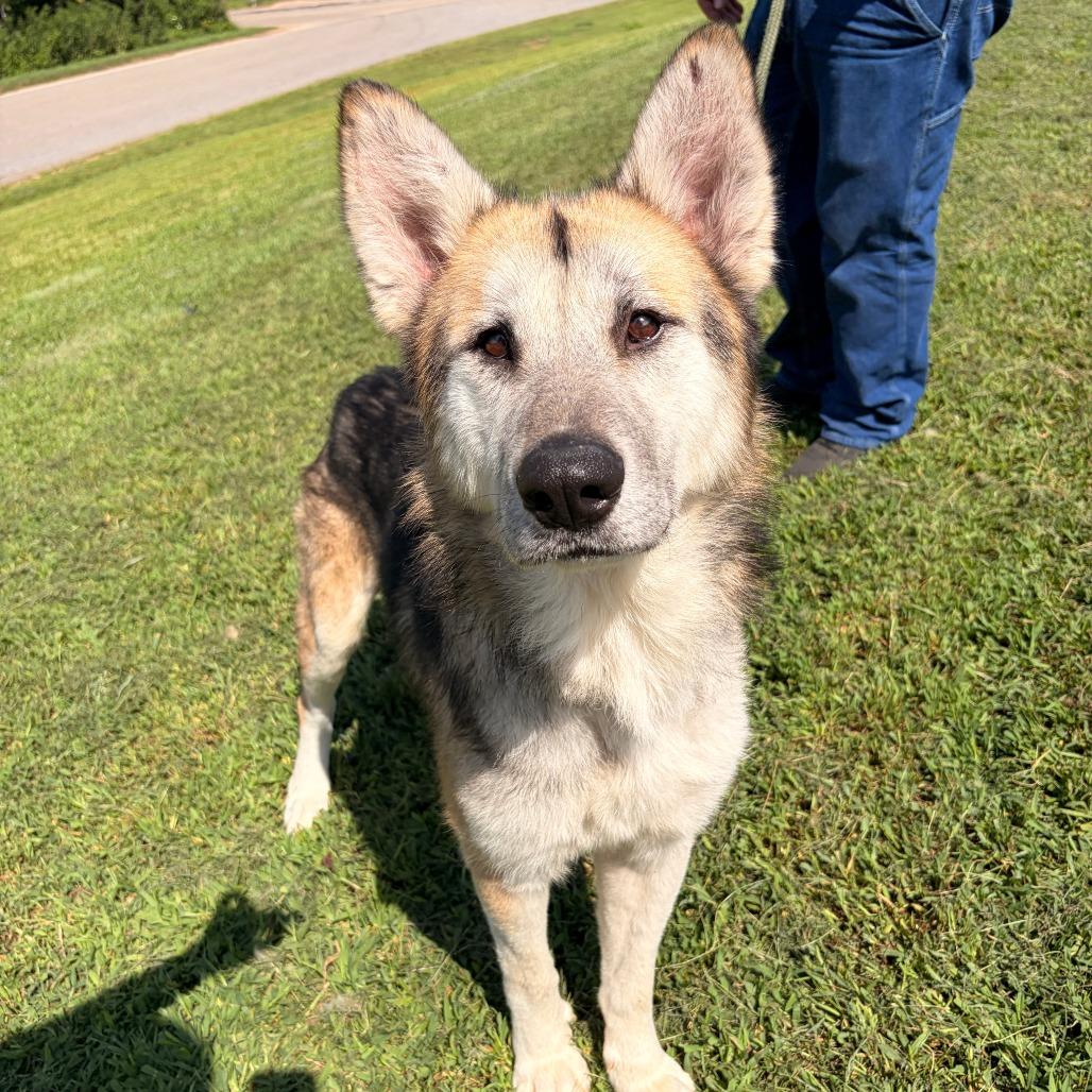 Walter, a Adoptable mixed breed in Franklin, NC image 5/6