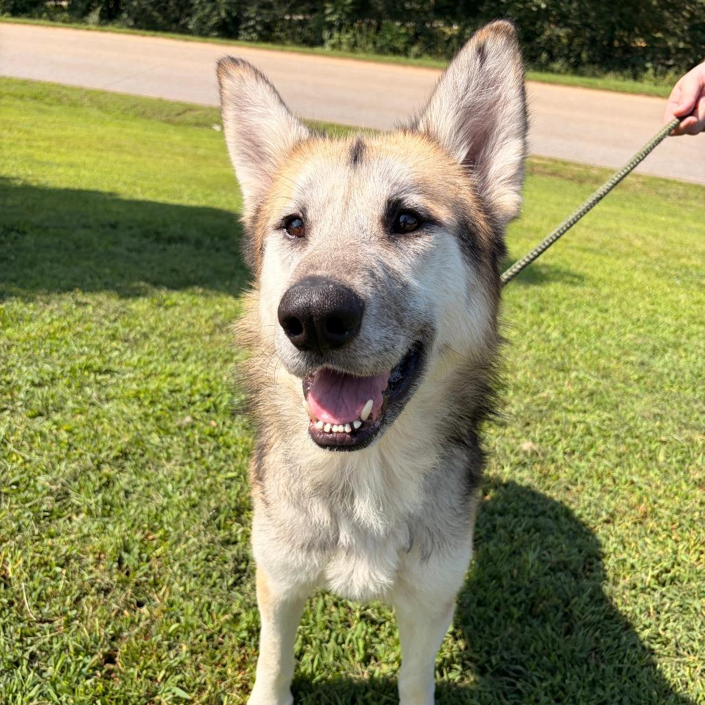 Walter, a Adoptable mixed breed in Franklin, NC image 6/6