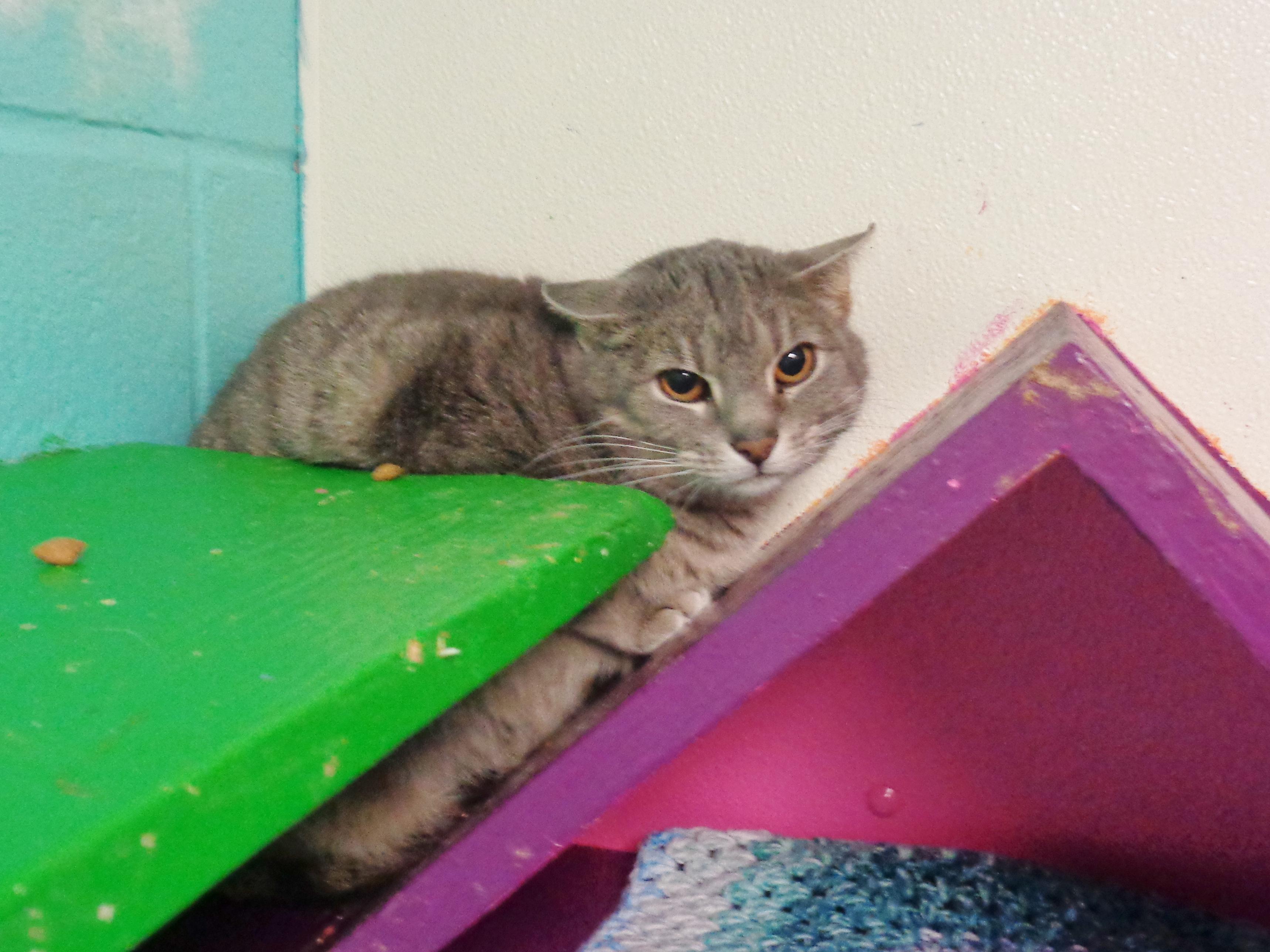 Enlarge OOPSIE, a ADOPTABLE Tiger in Delhi, NY image 6/6