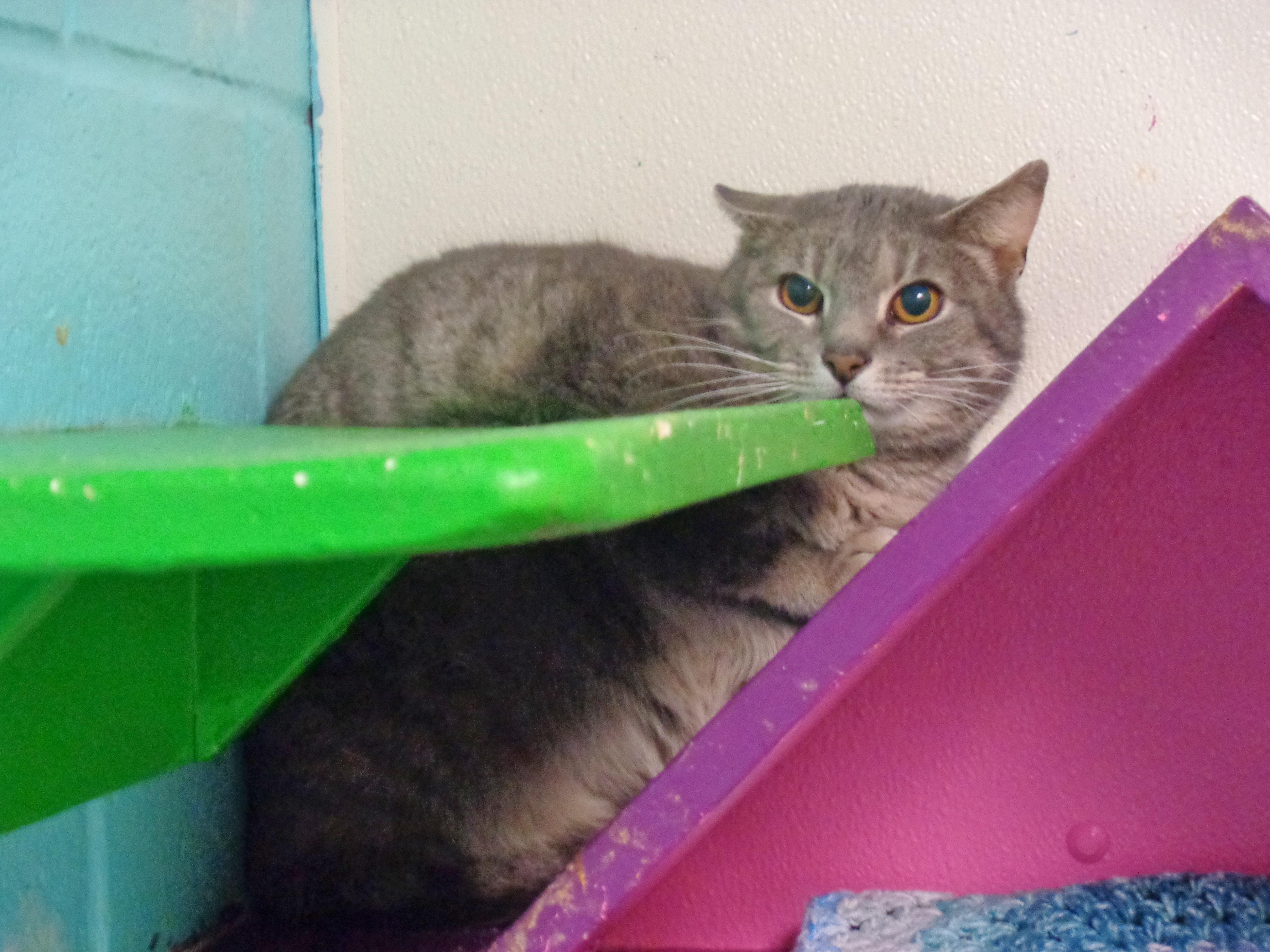 Enlarge OOPSIE, a ADOPTABLE Tiger in Delhi, NY image 3/6