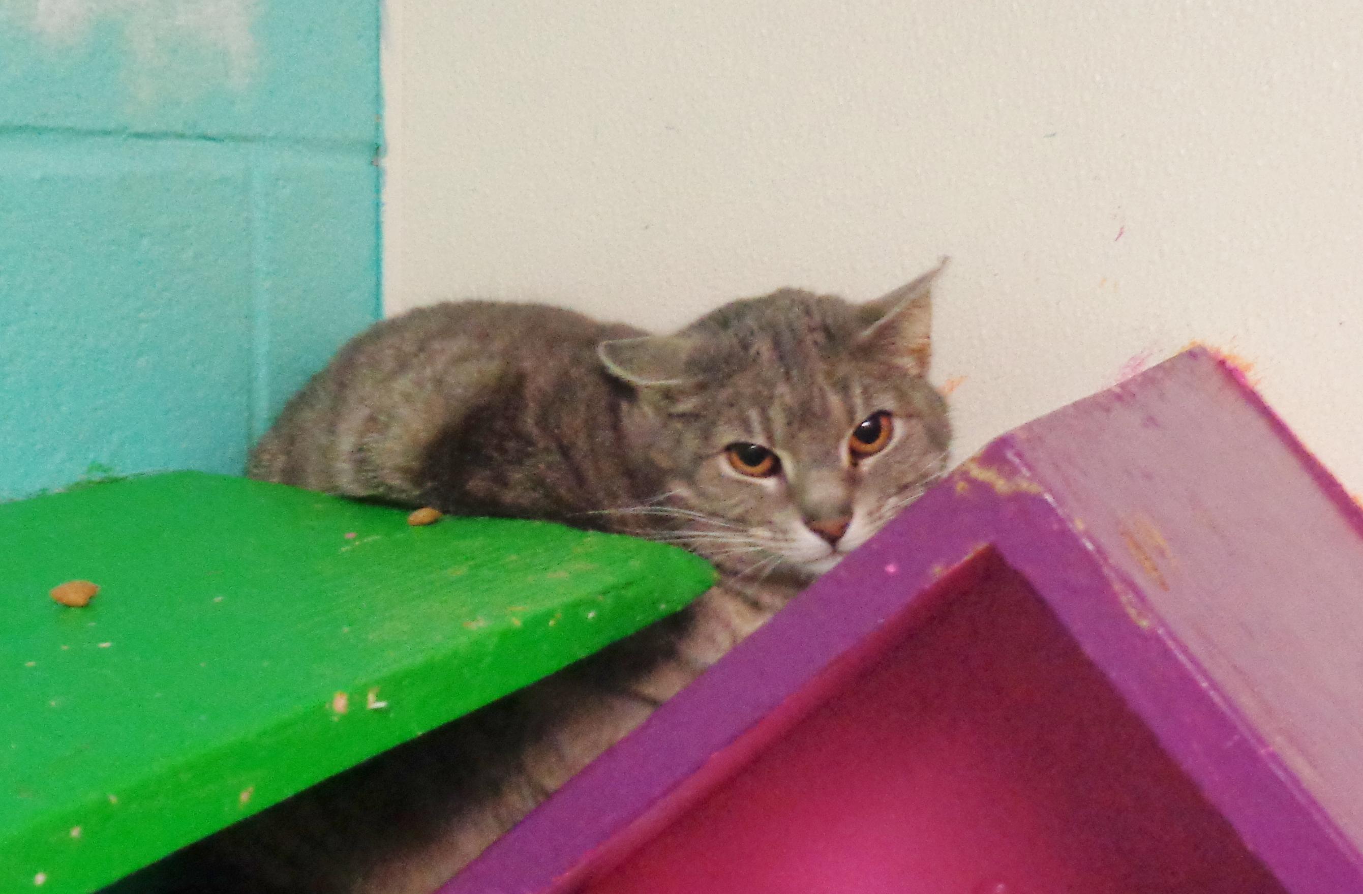 Enlarge OOPSIE, a ADOPTABLE Tiger in Delhi, NY image 5/6