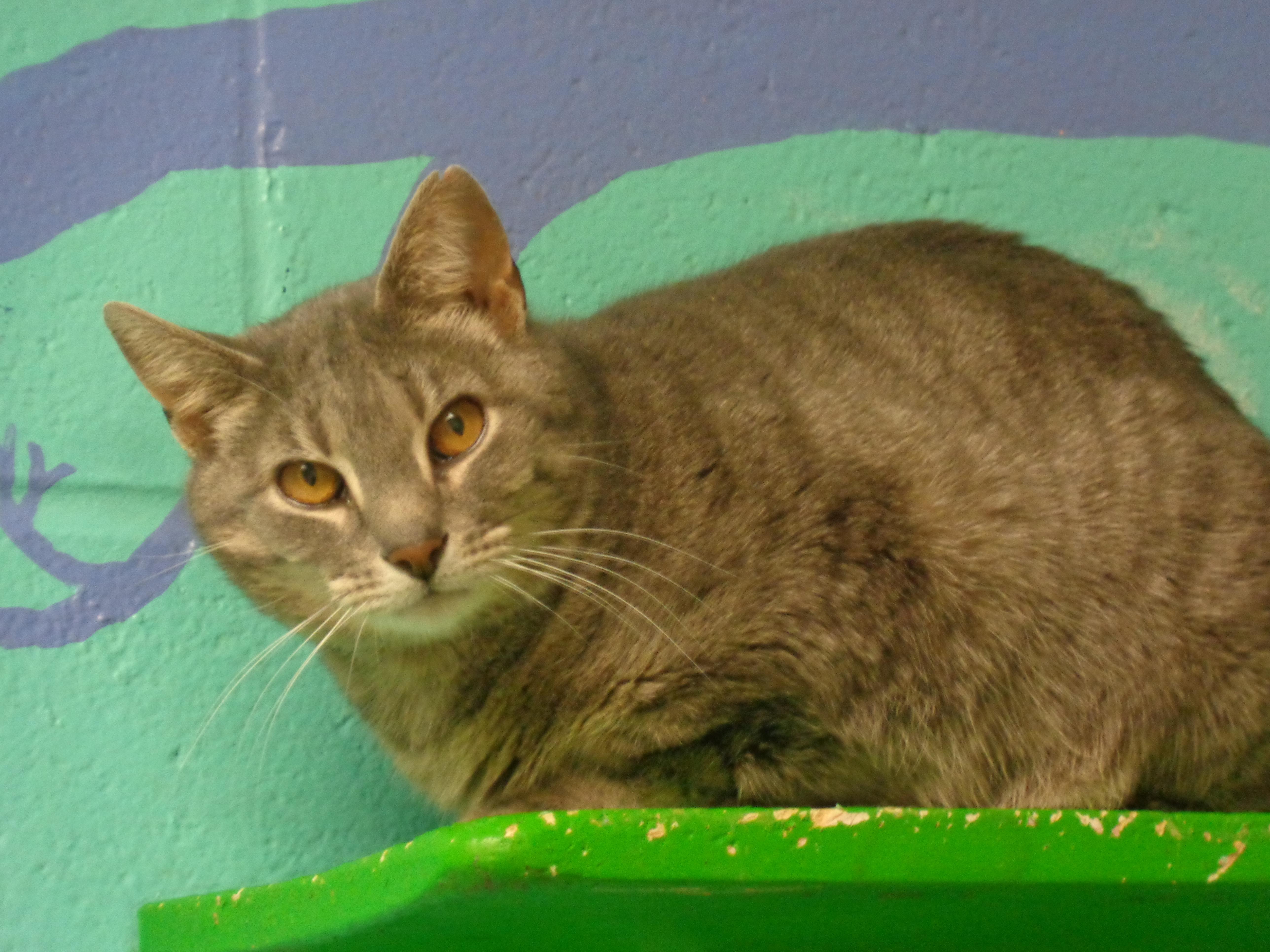 Enlarge OOPSIE, a ADOPTABLE Tiger in Delhi, NY image 1/6