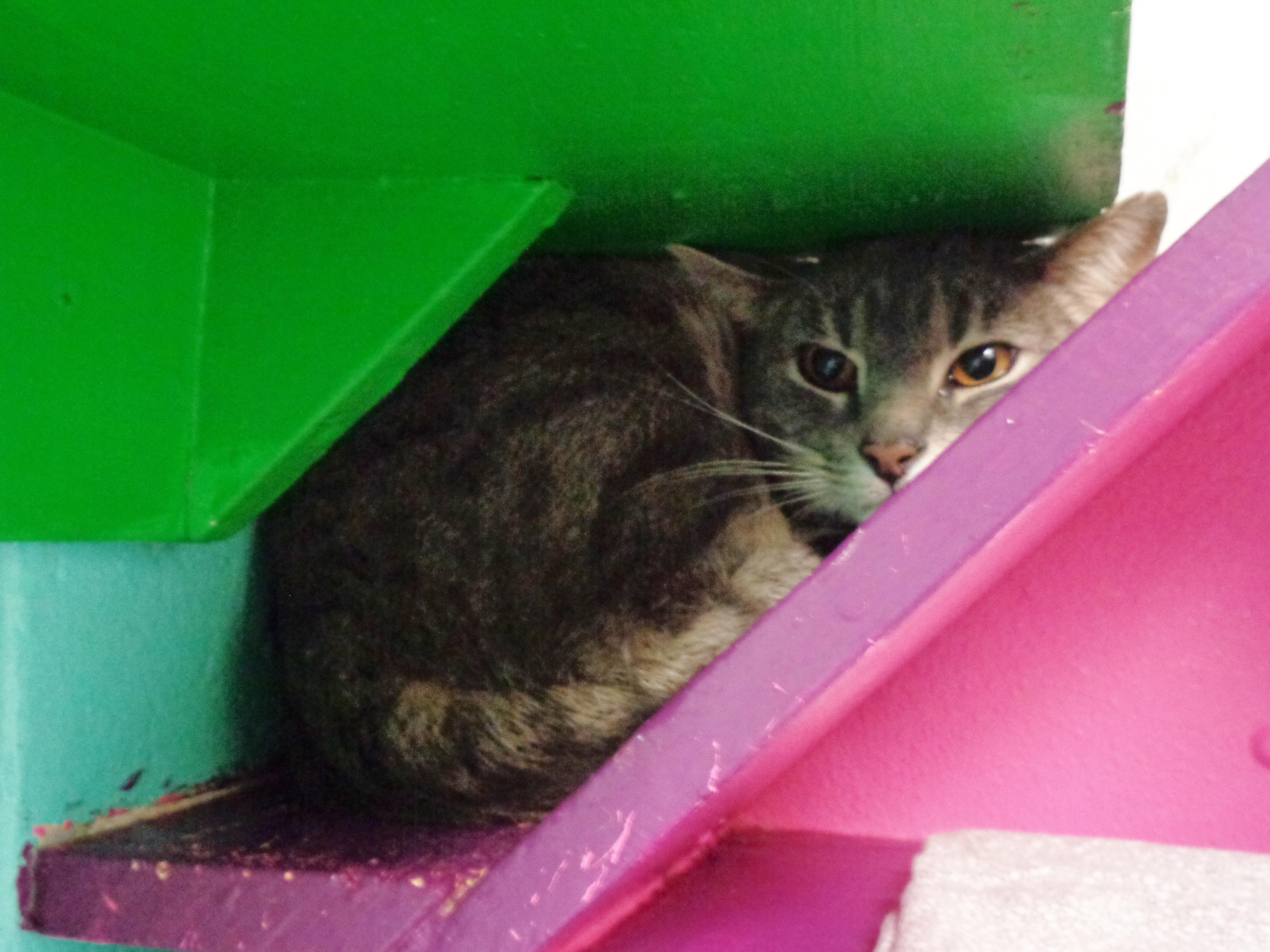 Enlarge OOPSIE, a ADOPTABLE Tiger in Delhi, NY image 2/6