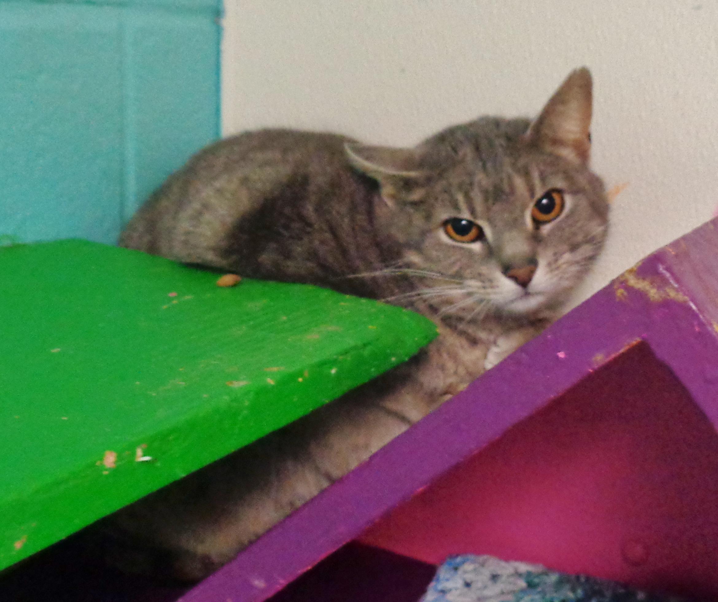 OOPSIE, ADOPTABLE, Young Female Tiger.