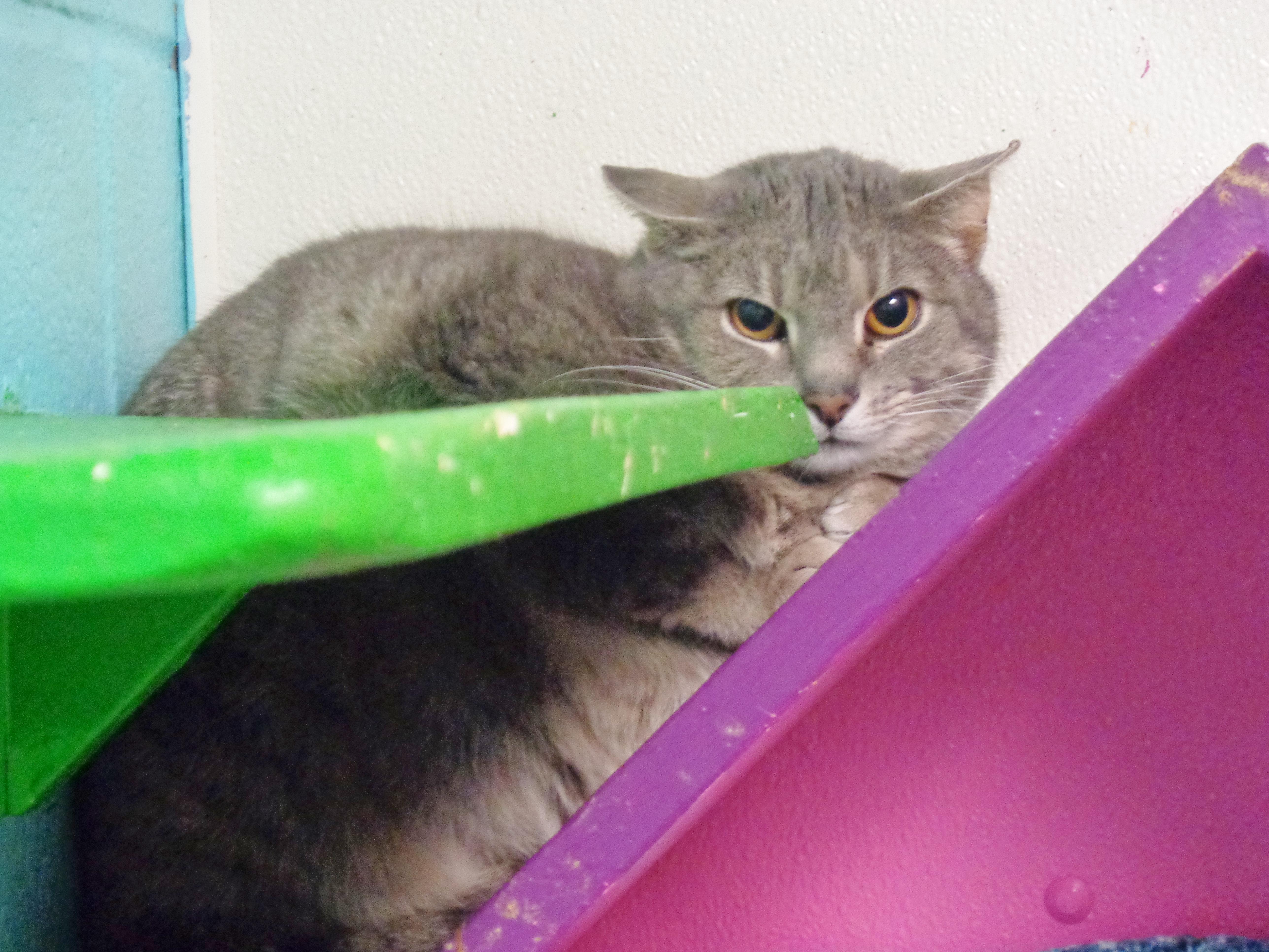 Enlarge OOPSIE, a ADOPTABLE Tiger in Delhi, NY image 4/6