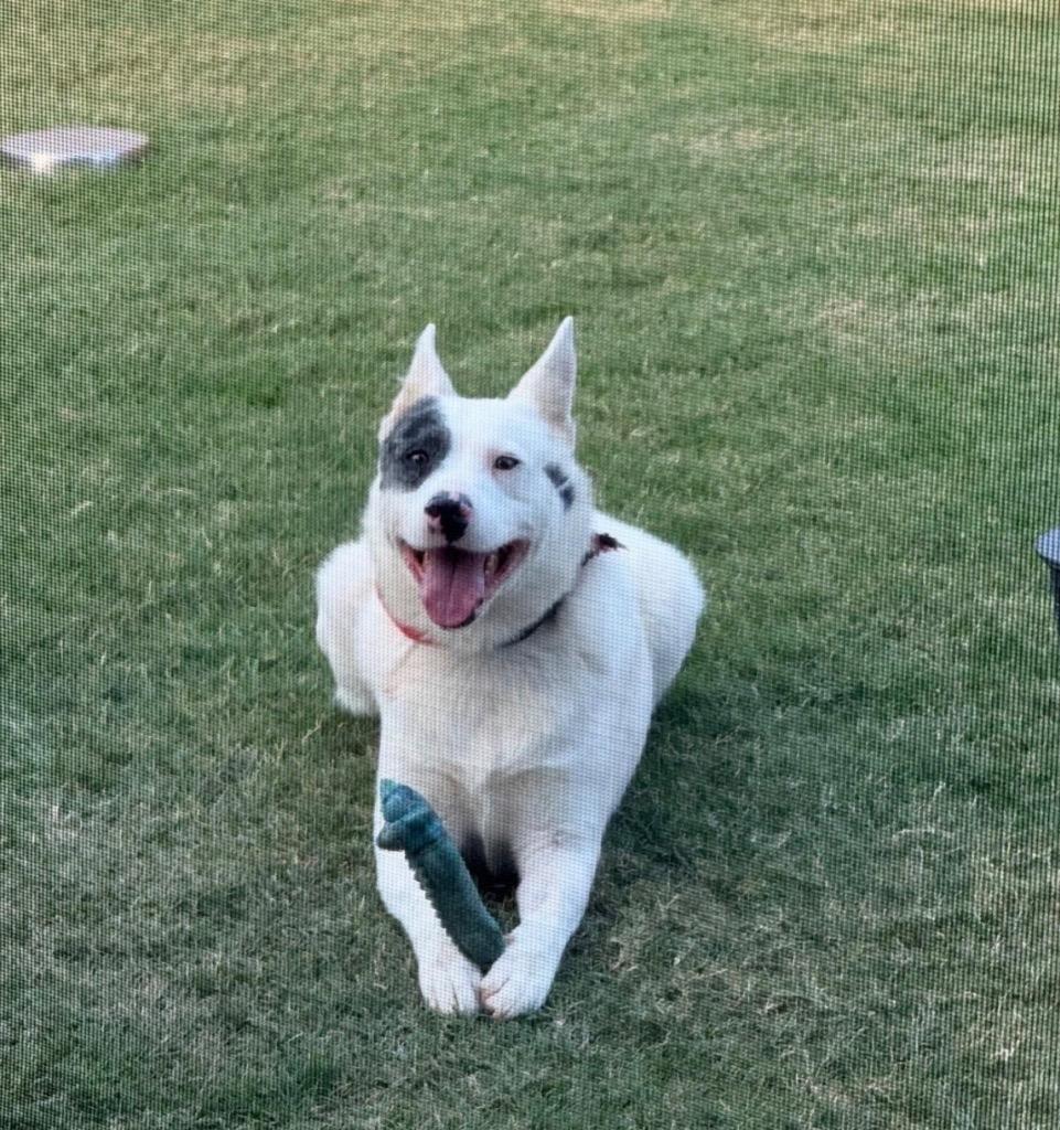 Enlarge Jake, a Adoptable mixed breed in Newcastle, OK image 2/2