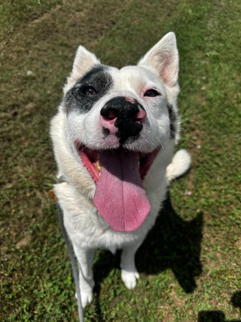 Jake, Adoptable, Adult Male Australian Cattle Dog / Blue Heeler & Australian Shepherd.