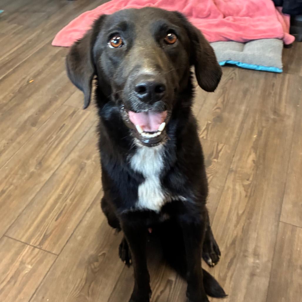 Enlarge Homer, a Adoptable Mixed Breed in Danville, KY image 1/2