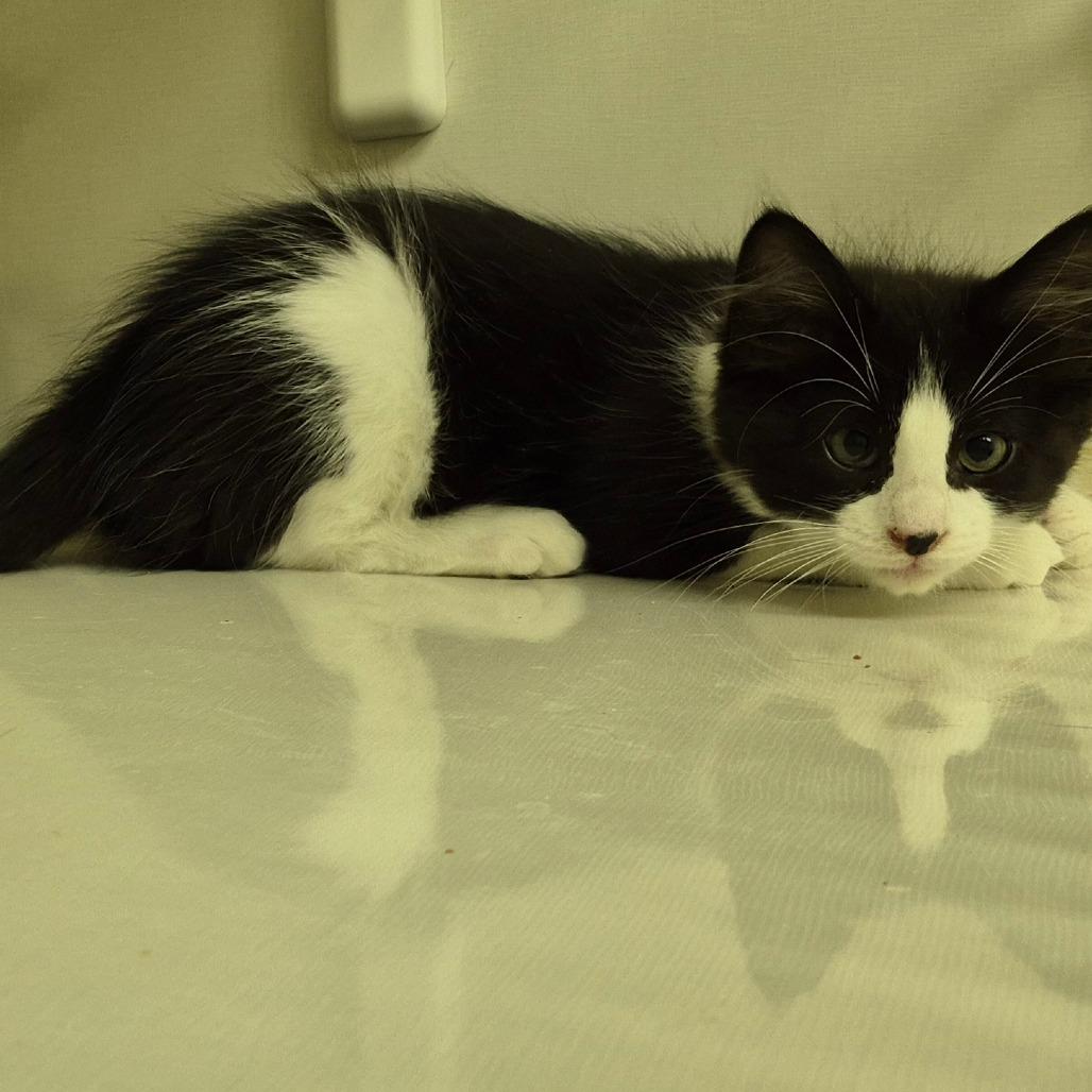 Mosley, a Adoptable Domestic Medium Hair in Drumheller, AB image 2/2