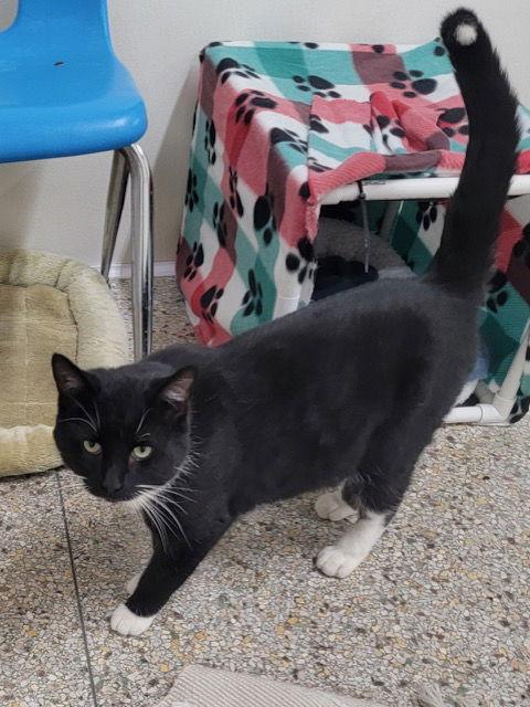 Joey, Adoptable, Young Male Domestic Short Hair.