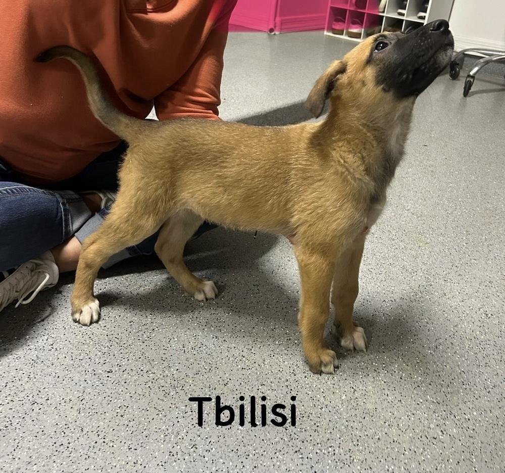 Worldwide Woofs Litter - Tbilisi located in Arizona — thumbnail 2