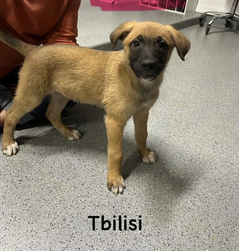 Worldwide Woofs Litter - Tbilisi located in Arizona — thumbnail 4