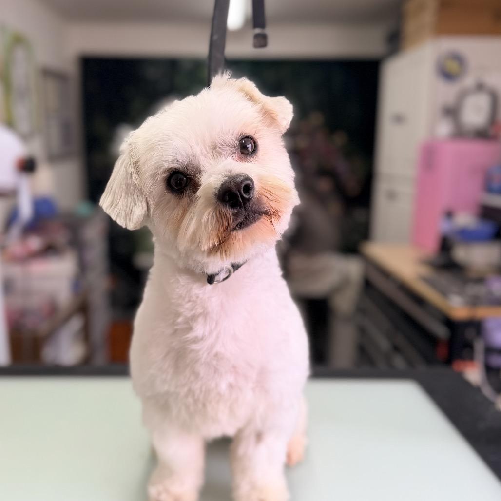 Enlarge Dexter, a Adoptable Mixed Breed in Pacific Grove, CA image 1/4