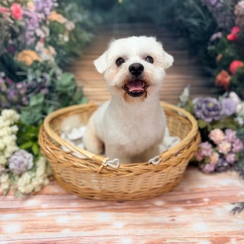 Enlarge Dexter, a Adoptable Mixed Breed in Pacific Grove, CA image 2/4