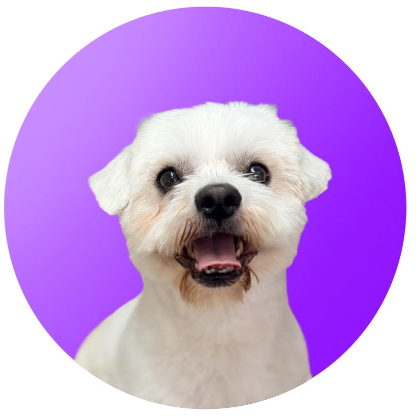 Enlarge Dexter, a Adoptable Mixed Breed in Pacific Grove, CA image 3/4