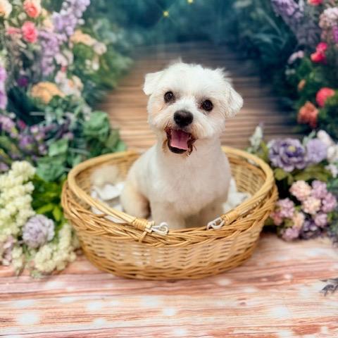 Enlarge Dexter, a Adoptable Mixed Breed in Pacific Grove, CA image 4/4