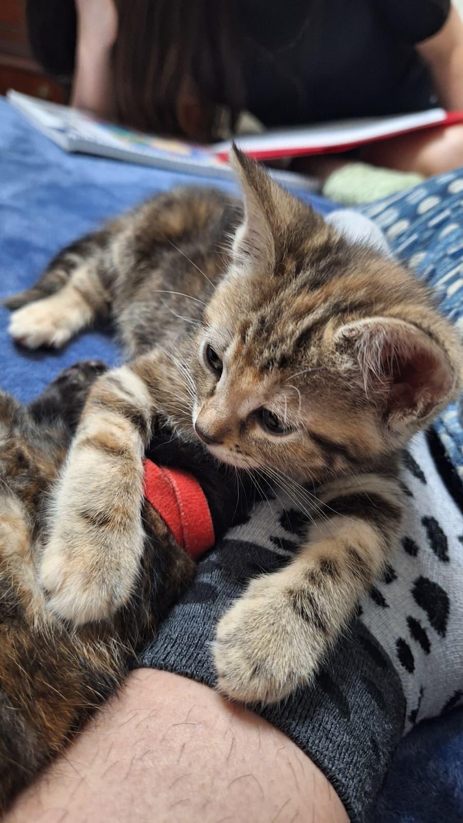 Enlarge Rocket, an adopted Domestic Short Hair in Cumming, GA image 3/6