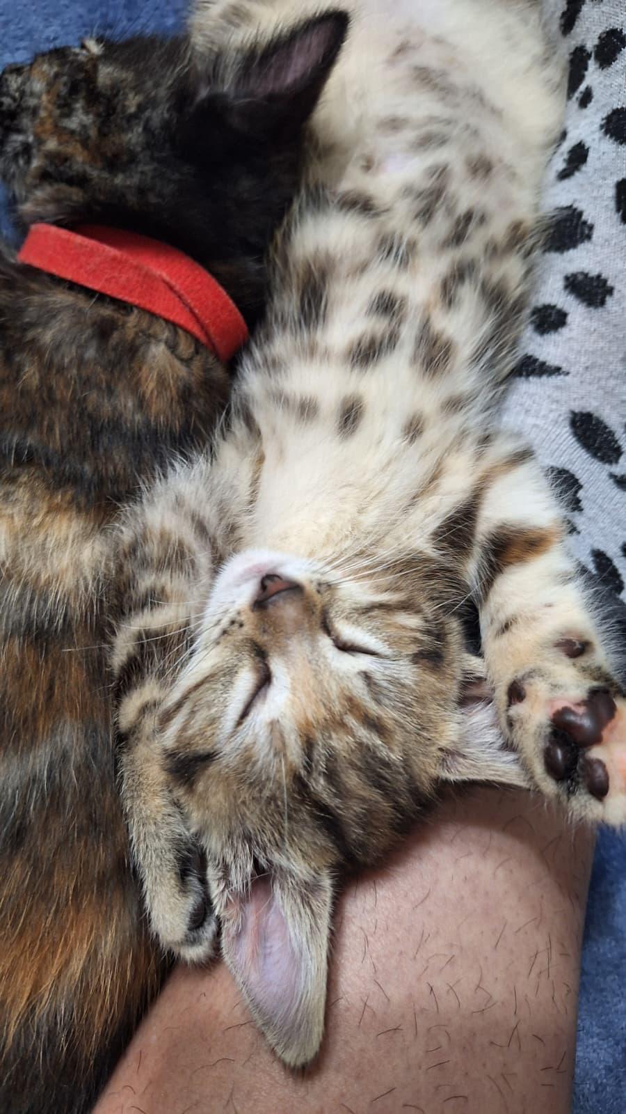 Rocket, adopted, Kitten Female Domestic Short Hair.