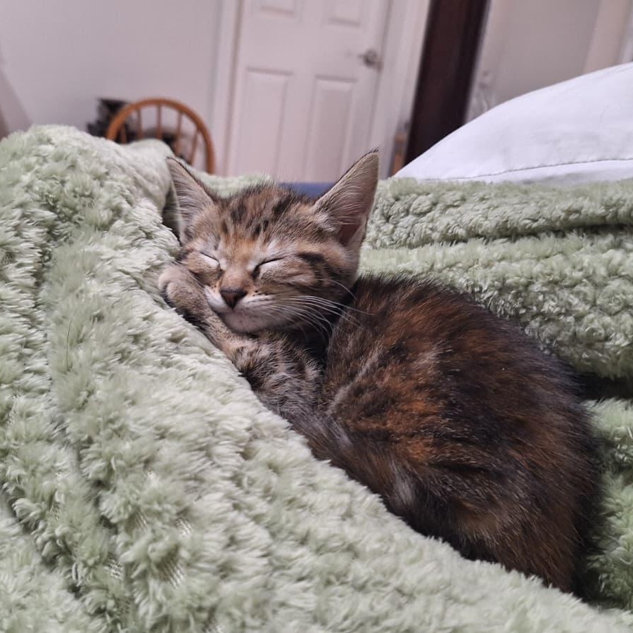 Enlarge Rocket, an adopted Domestic Short Hair in Cumming, GA image 2/6
