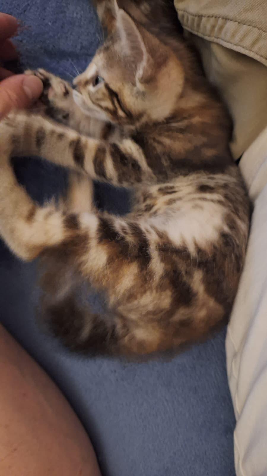 Enlarge Rocket, an adopted Domestic Short Hair in Cumming, GA image 5/6