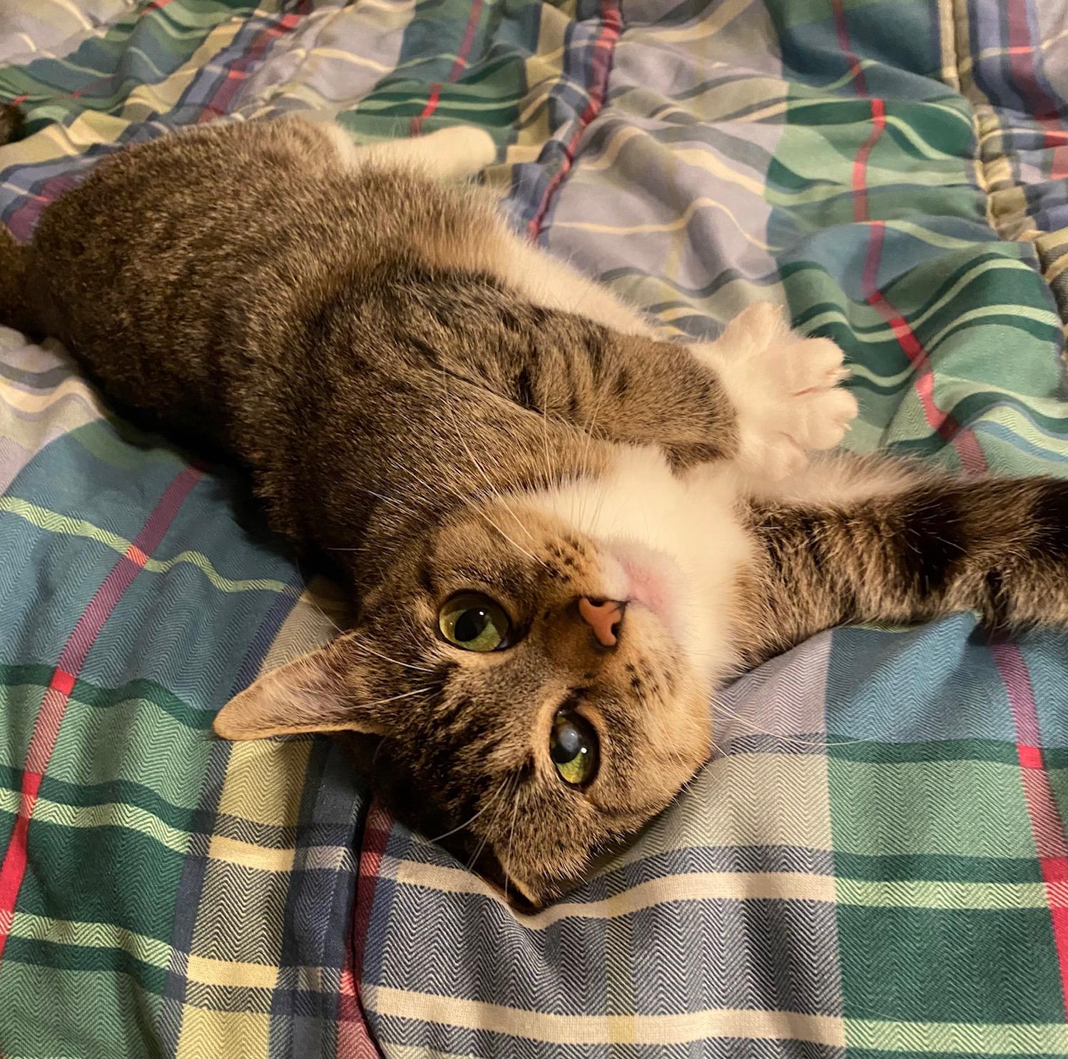 Molly, Adoptable, Adult Female Domestic Short Hair & Tabby.