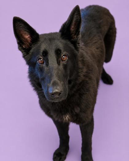 Nikki, Adoptable, Adult Female German Shepherd Dog & Mixed Breed.